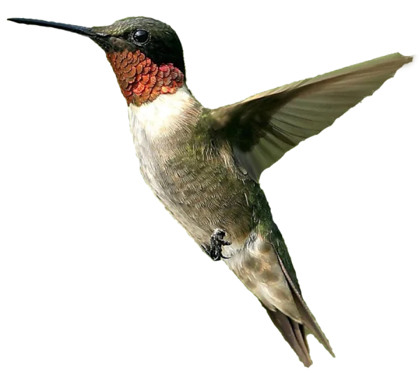 Ruby-Throated Hummingbird PNG Transparent Background