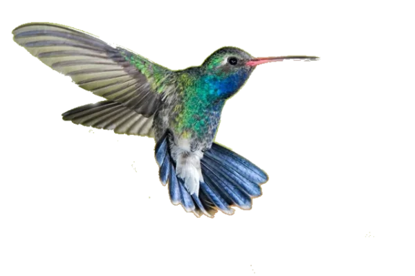 Iridescent Hummingbird in Flight Transparent PNG