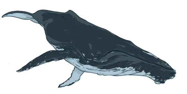 Stylized Humpback Whale PNG Transparent Background
