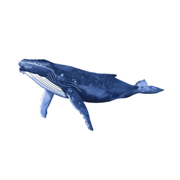 Humpback Whale PNG Transparent Background