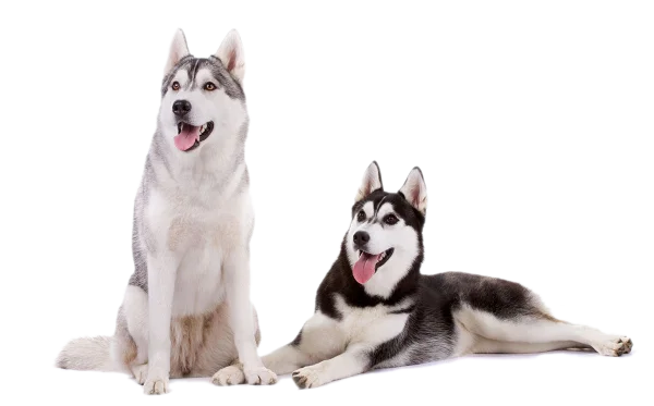 Two Happy Siberian Huskies PNG Transparent Background