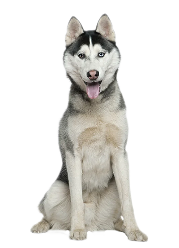 Sitting Siberian Husky Dog PNG Transparent Background