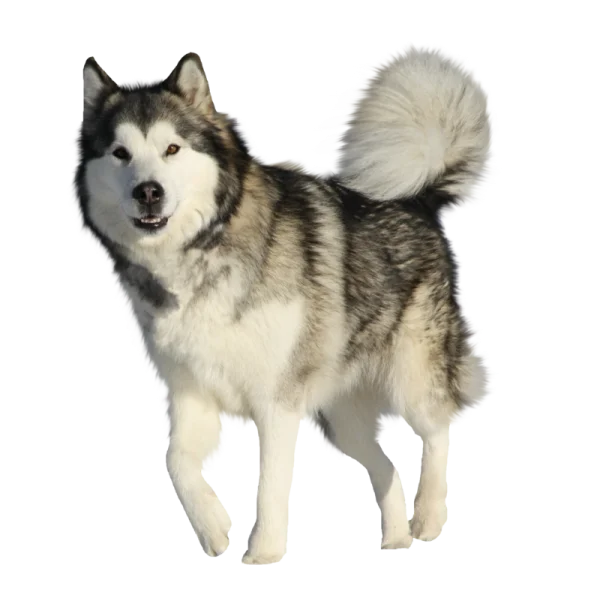 Alaskan Malamute Dog PNG Transparent Background
