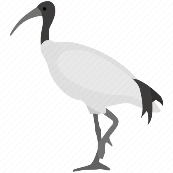 Australian Ibis Bird PNG Transparent Background