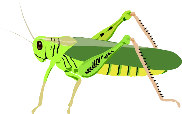 Green Grasshopper PNG Transparent Background