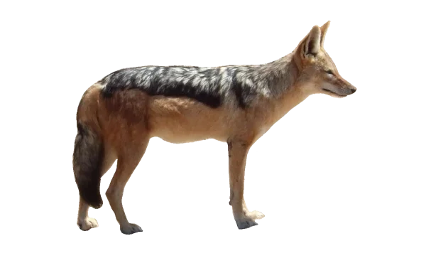 Black-Backed Jackal PNG Transparent Background