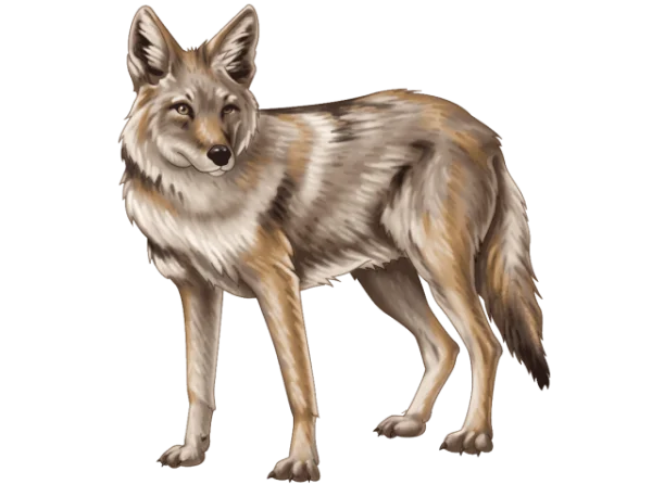 Coyote PNG Transparent Background