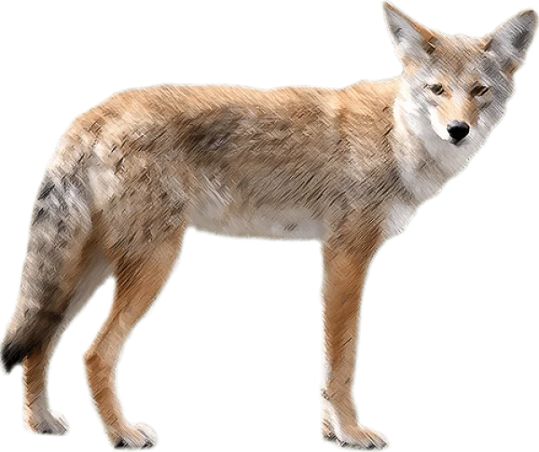 Stylized Coyote Transparent Background PNG