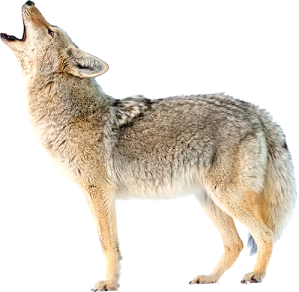 Howling Coyote Transparent PNG