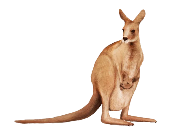 Kangaroo with Joey PNG Transparent Background