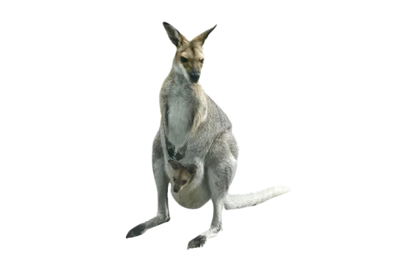 Kangaroo with Joey PNG Transparent Background