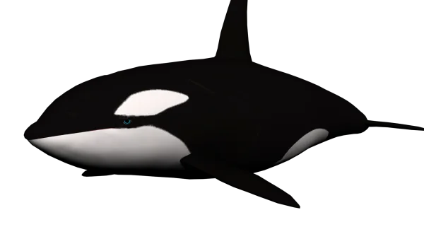 Orca Killer Whale PNG Transparent Background
