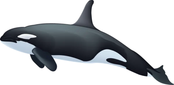 Killer Whale Orca PNG Transparent Background