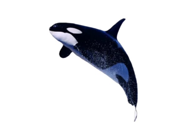 Orca Killer Whale PNG Transparent Background