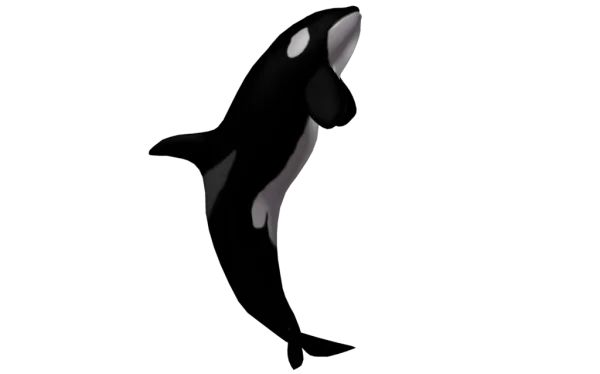 Orca Killer Whale Transparent PNG