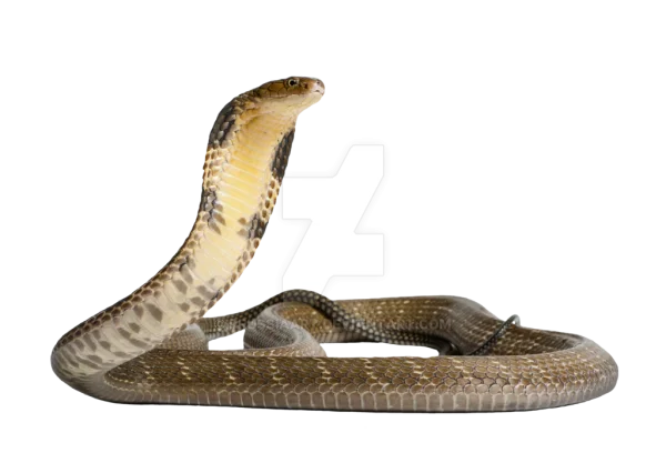 Cobra Snake Transparent PNG Image