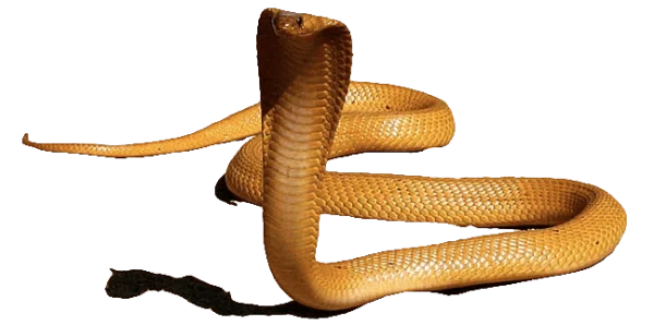 Realistic Cobra Snake PNG Transparent Background