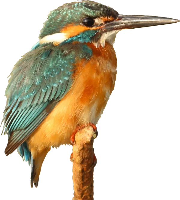 Common Kingfisher Bird PNG Transparent Background
