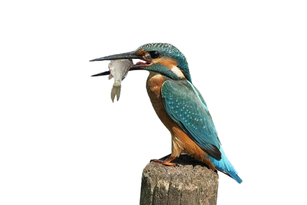 Kingfisher Bird with Fish PNG Transparent Background