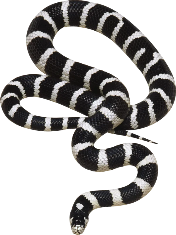 Black and White Banded Snake PNG