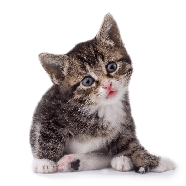 Curious Tabby Kitten Transparent Background PNG