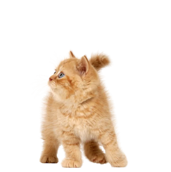 Cute Ginger Kitten PNG Transparent Background