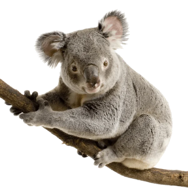 Cute Koala on Branch PNG Transparent Background
