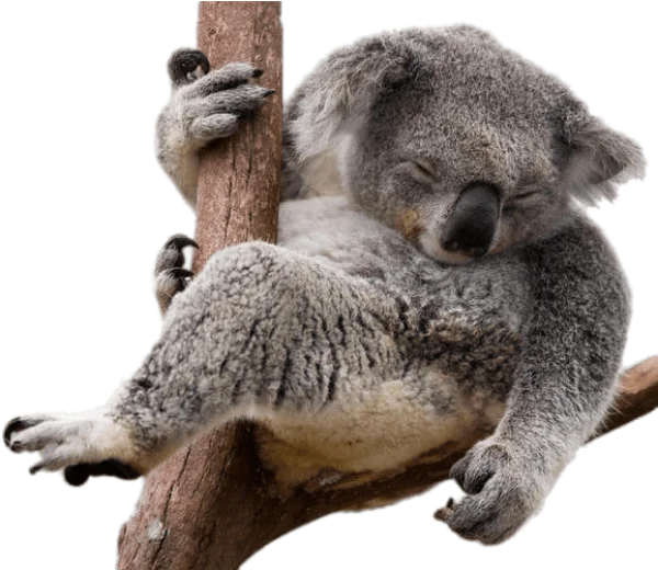 Sleeping Koala on Branch PNG Transparent Background