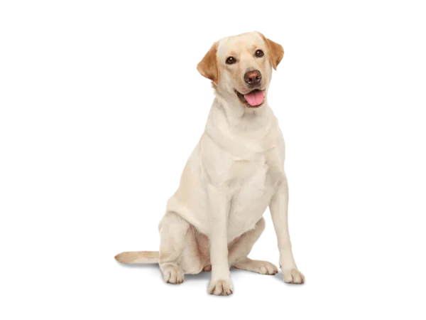 Yellow Labrador Retriever Sitting Transparent PNG