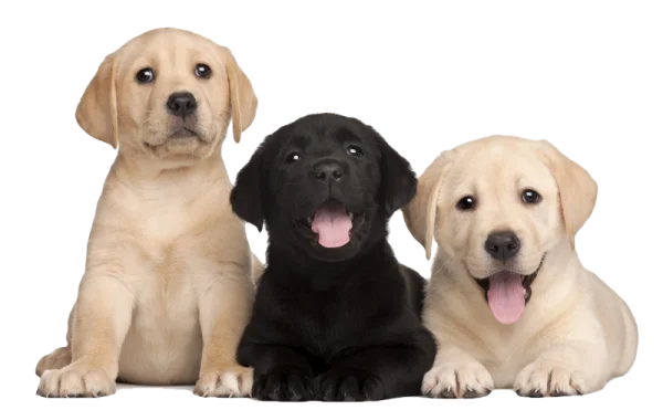Three Adorable Labrador Puppies PNG
