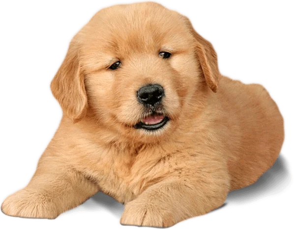 Cute Golden Retriever Puppy PNG