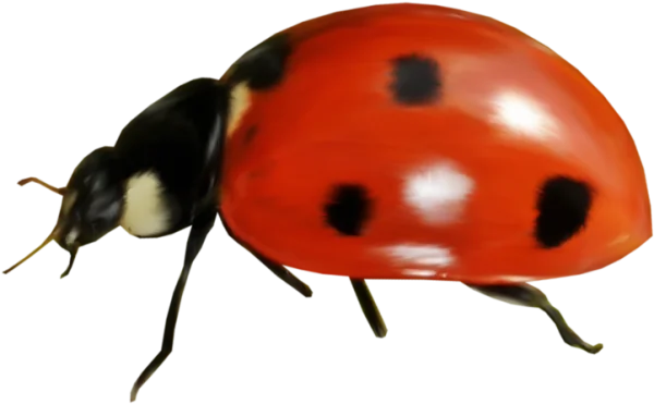Realistic Red Ladybug PNG Transparent Background
