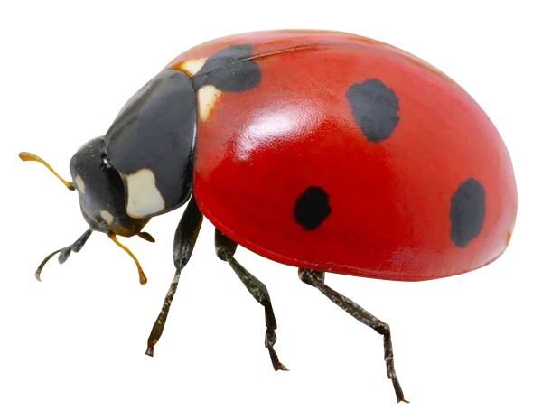Ladybug PNG Transparent Background