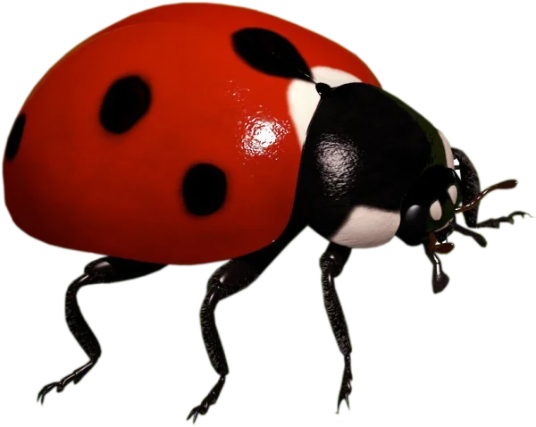 Realistic Ladybug PNG Transparent Background