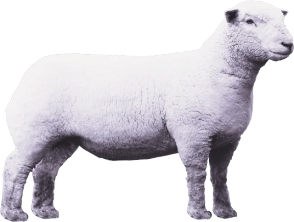 White Sheep PNG Transparent Background