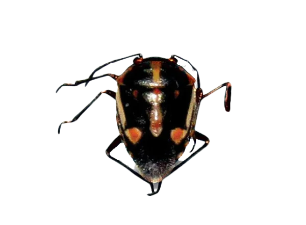 Dark Shield Bug with Orange Markings PNG