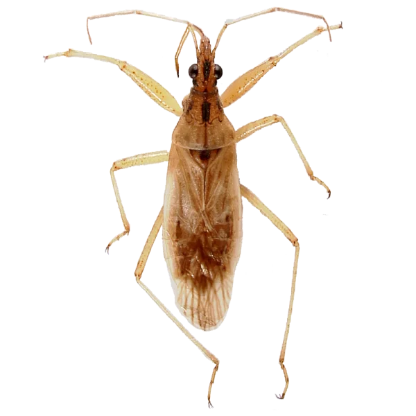 Brown Long-legged Insect PNG Transparent