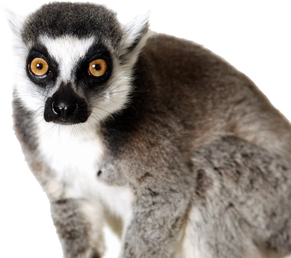 Ring-Tailed Lemur PNG Transparent Background