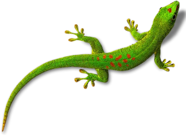 Green Gecko with Red Spots PNG Transparent Background