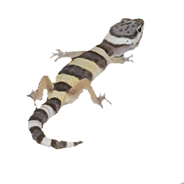 Banded Gecko Transparent PNG