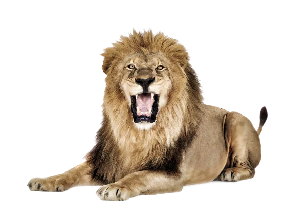 Roaring Lion Transparent PNG Cutout