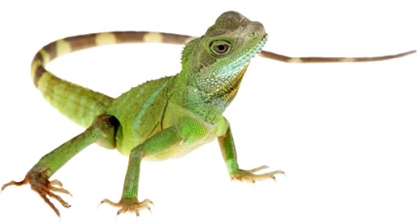 Green Lizard Transparent PNG