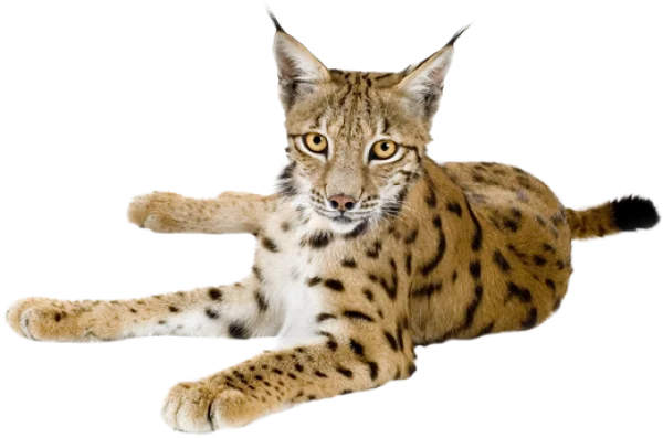 Wild Lynx Transparent Background PNG