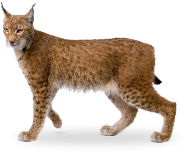 Eurasian Lynx Transparent PNG