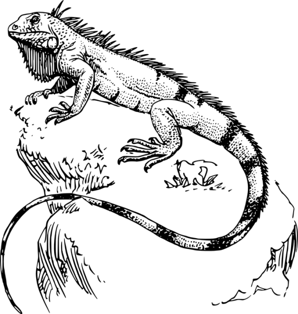 Solid Black Background PNG