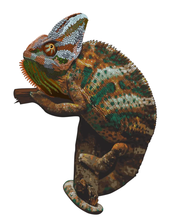 Colorful Chameleon on Branch PNG Transparent Background