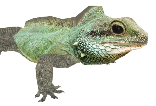 Green Lizard PNG Transparent Background
