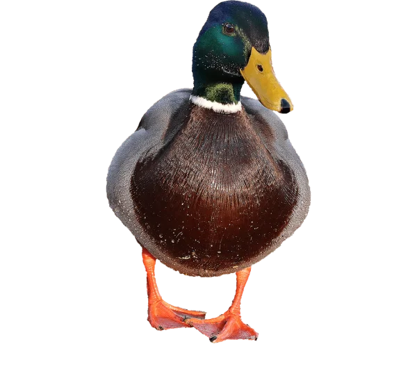 Mallard Duck PNG Transparent Background