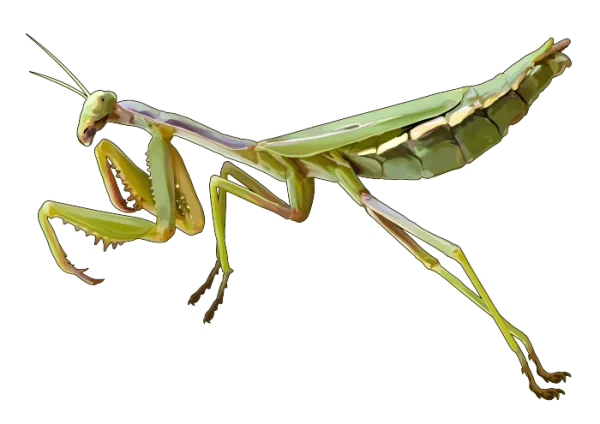 Green Praying Mantis PNG Transparent Background