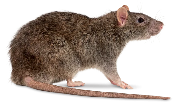 Realistic Brown Rat PNG Transparent Background
